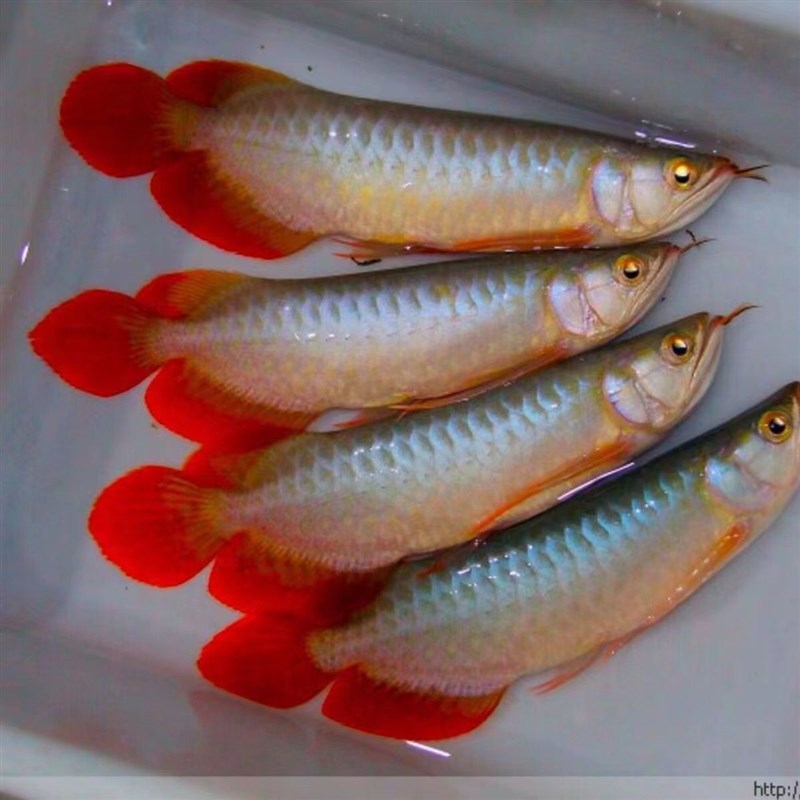 速发金鱼龙活鱼稀罕观赏鱼龙鱼红龙七彩银龙鱼幼苗热带鱼活鱼鱼苗