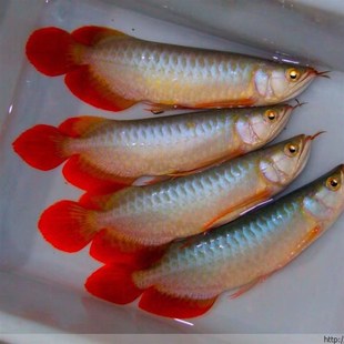 速发金鱼龙活鱼稀罕观赏鱼龙鱼红龙七彩银龙鱼幼苗热带鱼活鱼鱼苗