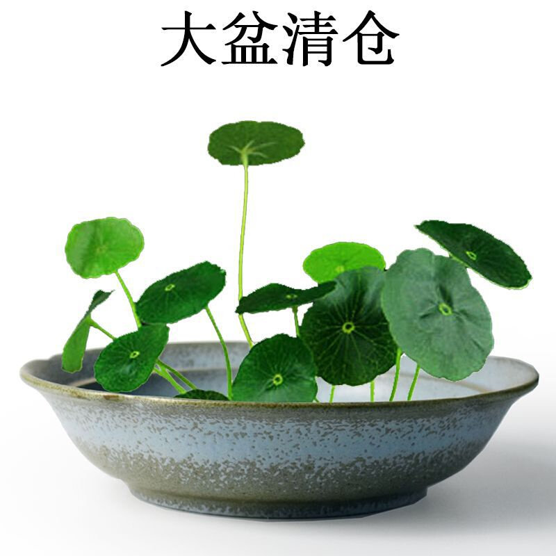 现货速发水培花盆陶瓷无孔金/铜钱草睡莲碗莲绿萝植物水仙盆创意