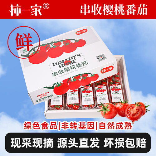 柿一家串收樱桃番茄自然成熟
