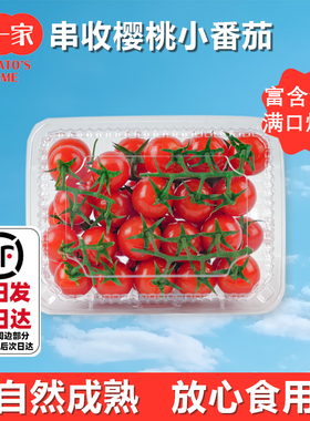 柿一家串收樱桃番茄千禧圣女果顺丰包邮生吃水果西红柿