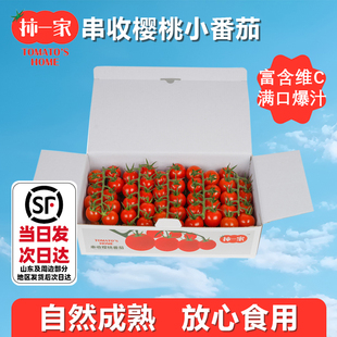 柿一家串收樱桃番茄新鲜水果千禧圣女果小西红柿绿色健康