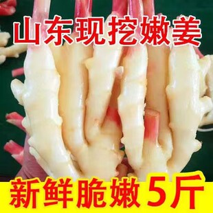 山东新鲜嫩仔姜子姜脆嫩红芽嫩姜嫩生姜糖醋泡姜农家自种蔬菜现挖