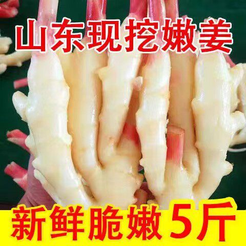 山东新鲜嫩仔姜子姜脆嫩红芽嫩姜嫩生姜糖醋泡姜农家自种蔬菜现挖