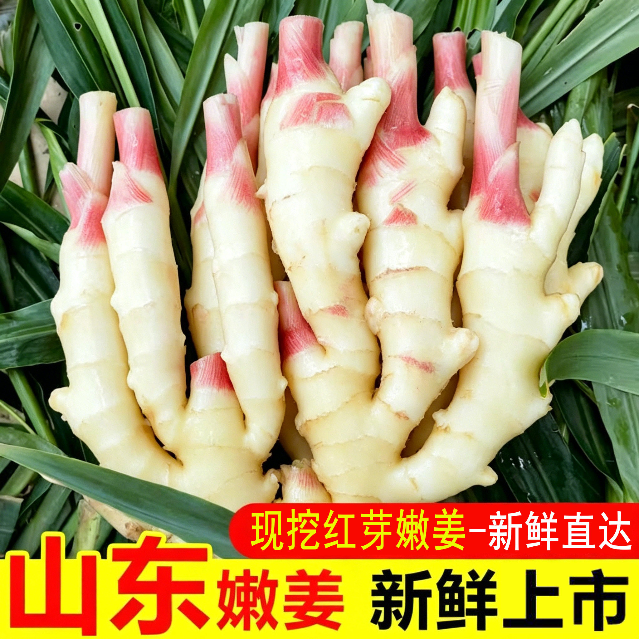 新鲜姜芽仔姜嫩姜鲜姜红芽姜子姜山东生姜糖醋泡姜姜应季蔬菜包邮