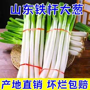 山东铁杆大葱新鲜现挖长白大葱去皮半叶甜辣葱现摘农家自种鲜嫩葱