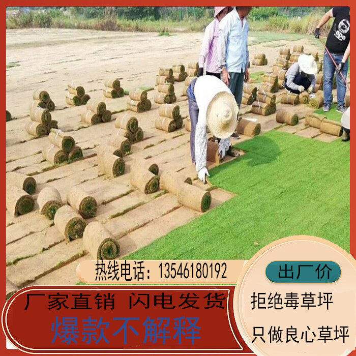 草皮真草坪带泥土庭院花园绿化草坪四季青剪股颖带土马尼拉草坪