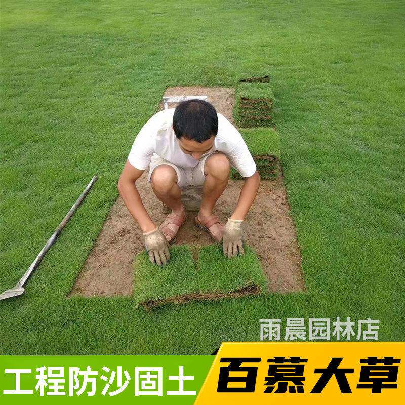 草皮带土草坪花盆草皮高尔夫球场带泥土庭院绿化别墅庭院耐寒易活