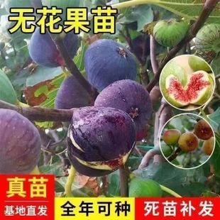 无花果树果苗四季 种植大波姬红无花果苗盆栽地栽南方北方当年结果