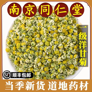 南京同仁堂洋甘菊中药材特级西洋甘菊灌肠洋甘菊茶叶花茶泡茶泡水