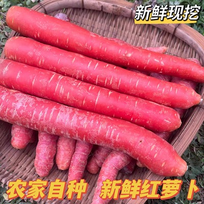 农家自种新鲜红萝卜四川红心甜萝卜生吃沙地水果红胡萝卜辅食蔬菜