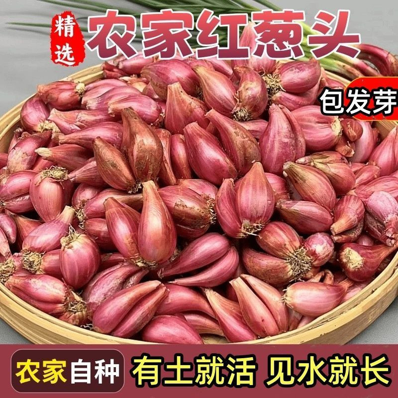 四季小香葱红葱头新鲜葱头四川农家干葱头盆栽种植火葱黄葱随意插