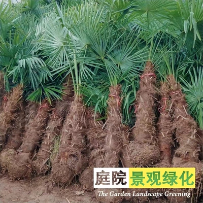 春天绿化好看棕榈树净化空气