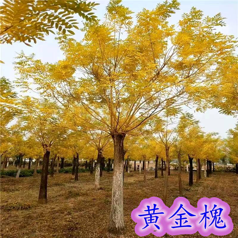 黄金槐树苗庭院工程绿化苗木龙爪