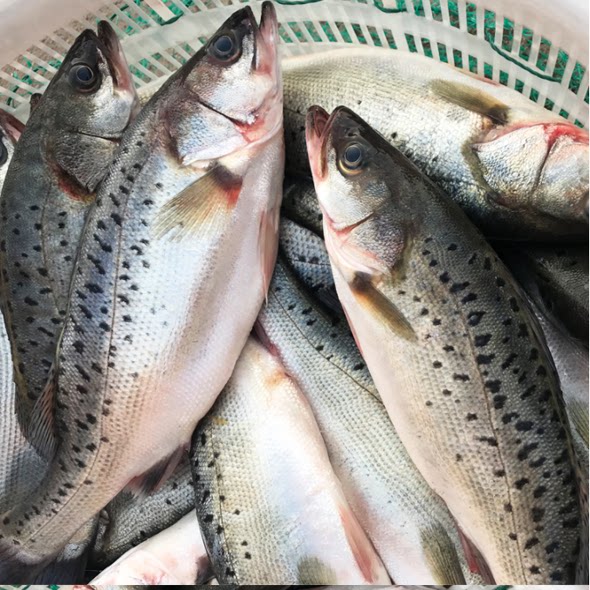 无冰新鲜大鲈鱼海鲈鱼大海鱼海鲜水产鲜活活鱼冷冻鱼类生鲜鲜鱼