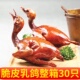 整箱商用 脆皮乳鸽半成品生鲜冷冻烤乳鸽油炸即食红烧鸽子广东广式