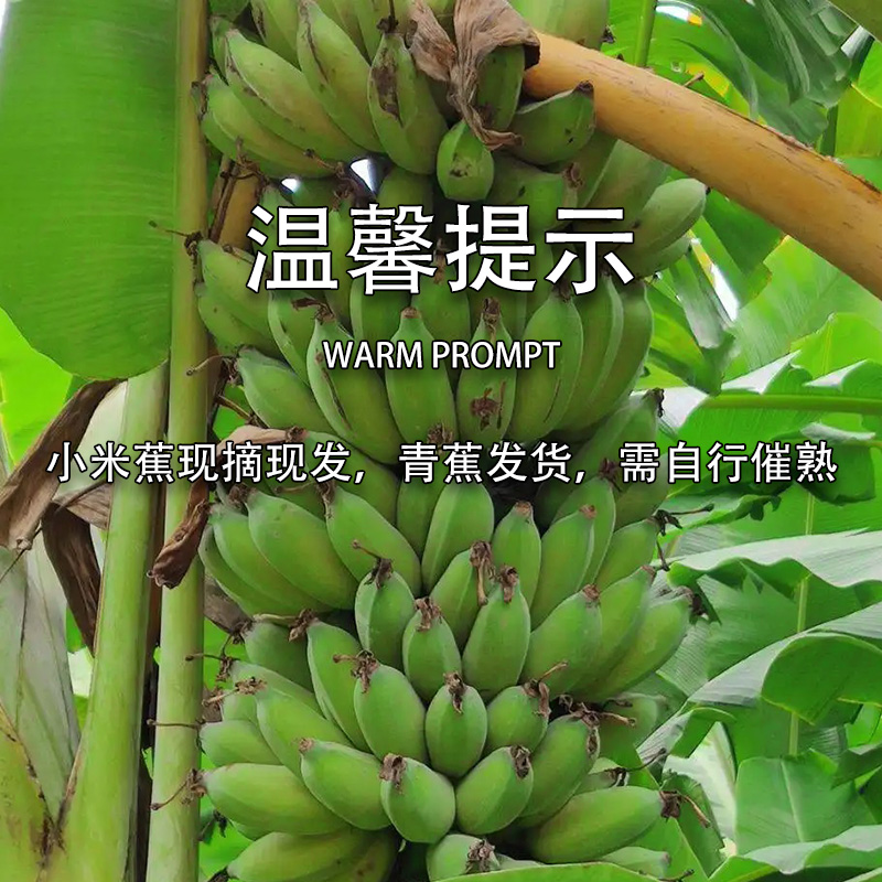 广西小米蕉新鲜香蕉水果包邮小香芭蕉苹果蕉9斤自然熟当季整箱10
