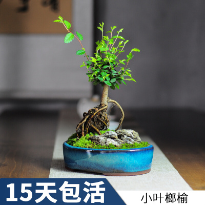 小叶榆榔榆树怪根老桩植物造型绿植盆栽盆景好养客厅办公桌阳台