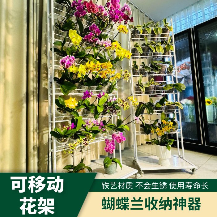 北欧风客厅长条加高石斛兰蝴蝶兰专用花架可移动落地式蝴蝶兰花架图片