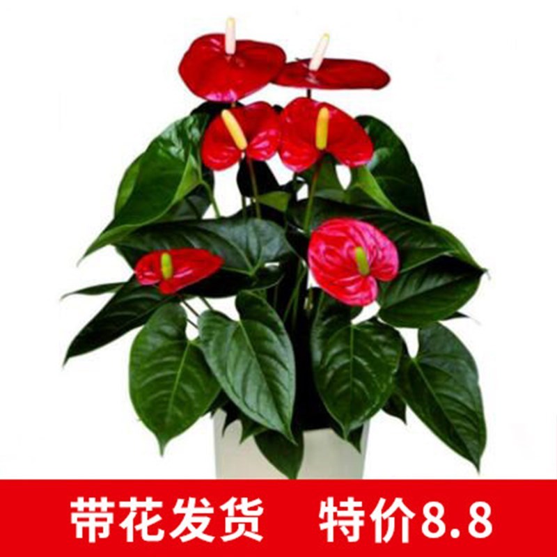 适合懒人养的花鸿运当头大盆栽水培红掌白掌客厅真花卉种植好养活