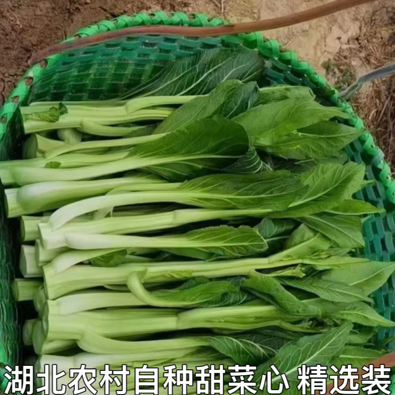 湖北甜菜心油菜苔菜薹本地菜苔甜菜苔青菜新鲜蔬菜农家自种油青菜