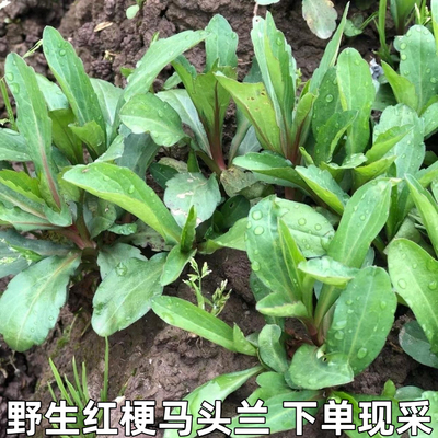 马兰头新鲜生红梗马兰