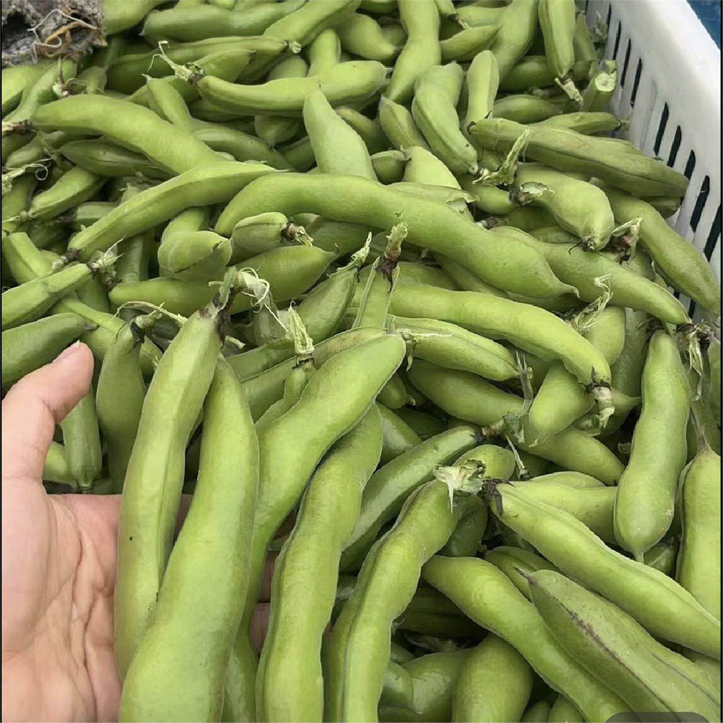 湖北农家新鲜生大绿心带壳蚕豆米嫩胡罗汉豆角青豆夹时令蔬菜