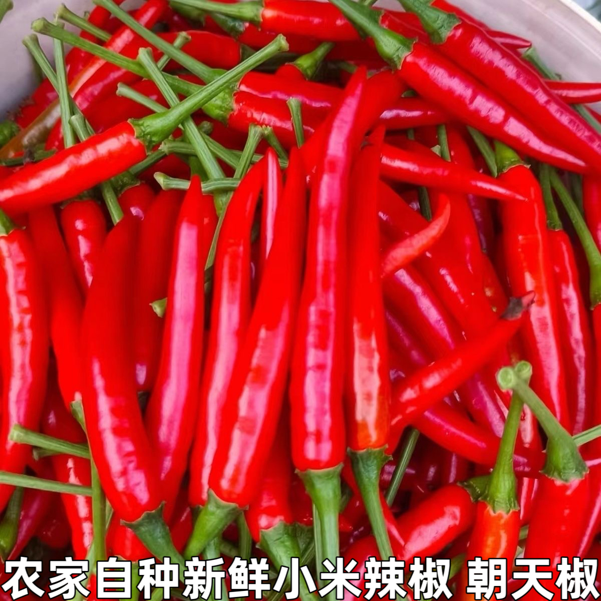 新鲜农家自种包邮小米辣椒