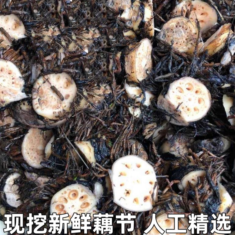 新鲜藕结老藕节鲜藕节带须莲藕节中药材中草药藕节带须现挖现发