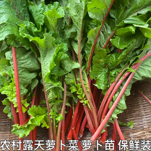 农家新鲜萝卜菜萝卜梗当季青蔬菜红皮小萝卜红萝卜缨子嫩萝卜苗