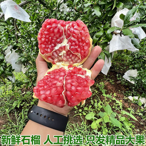 农家自种突尼斯软籽石榴新鲜当季时令水果红宝石无籽石榴精选大果