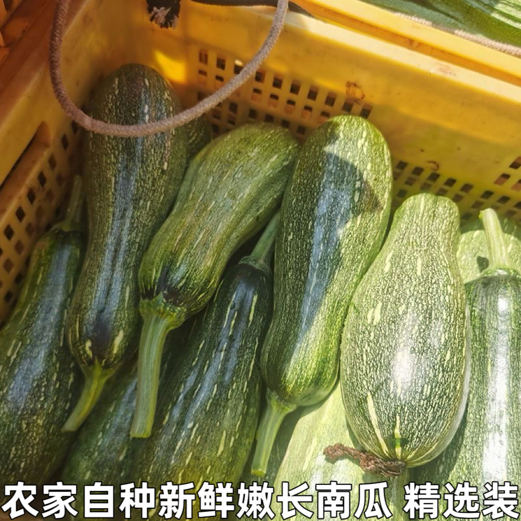 新鲜嫩南瓜长南瓜小窝瓜青南瓜迷你小南瓜长条嫩南瓜农家自种包邮