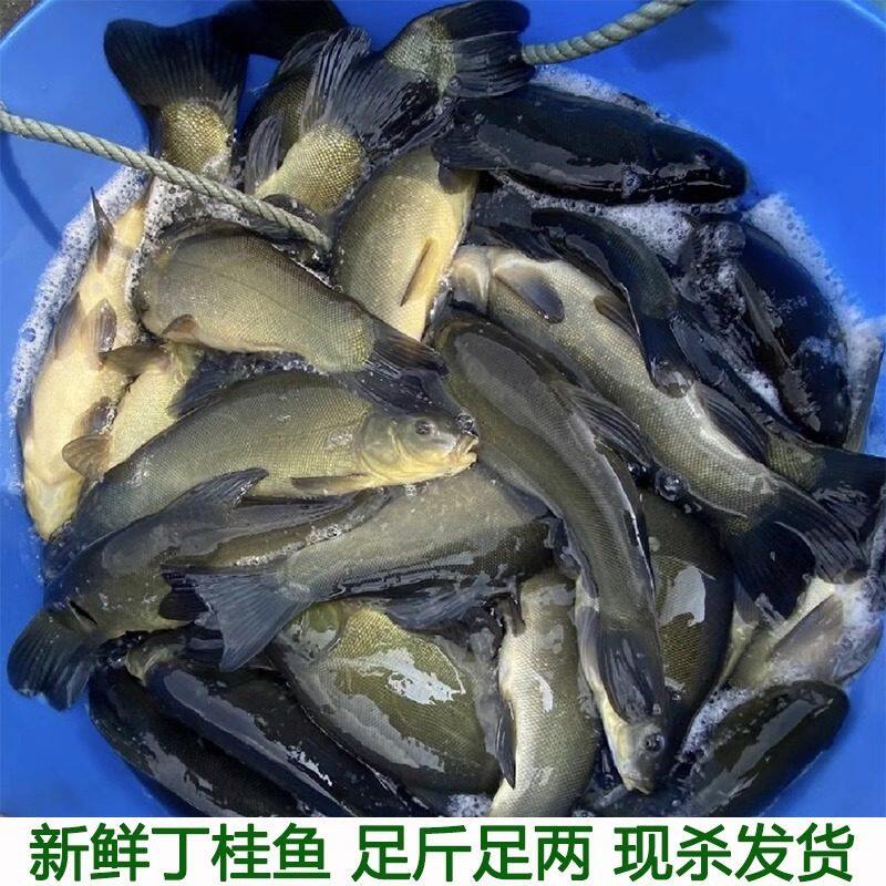 丁桂鱼丁鱥丁贵鱼丁岁鱼丁穗鱼