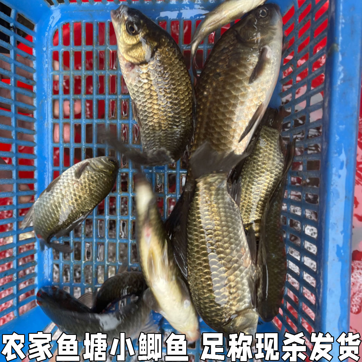 农村鱼塘自养小鲫鱼现杀现发