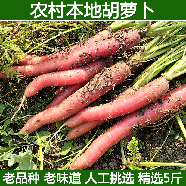 胡萝卜新鲜小红萝卜新鲜5斤包邮水果蔬菜农家自产本地胡萝卜5斤