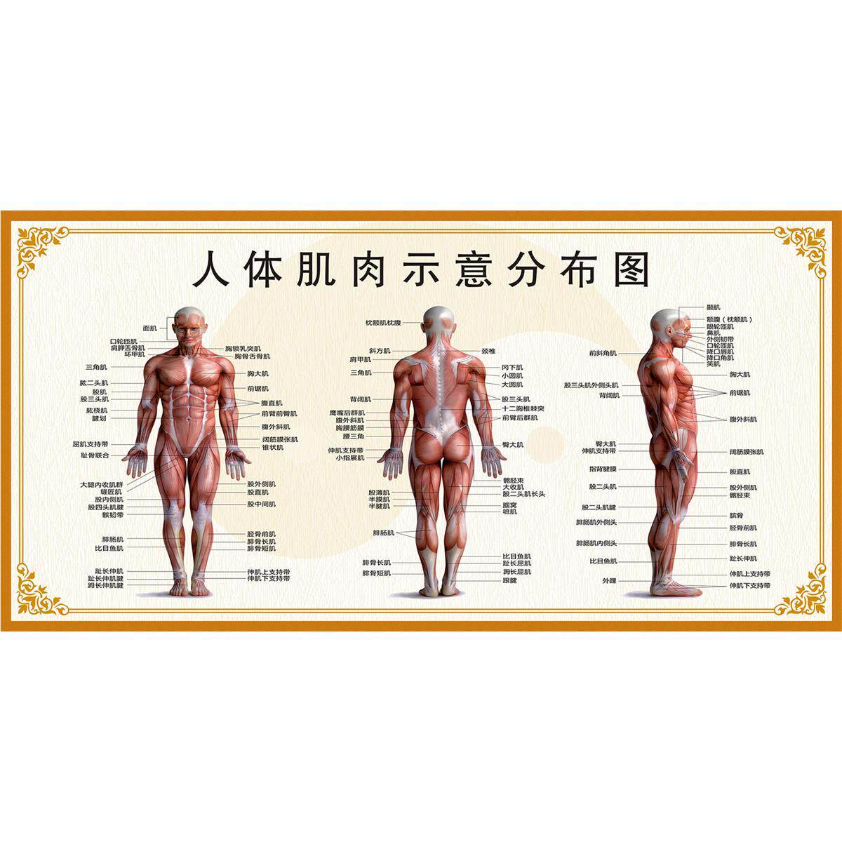人体肌肉结构图示意图分布图中医养生装饰挂画海报肌肉骨骼解剖图