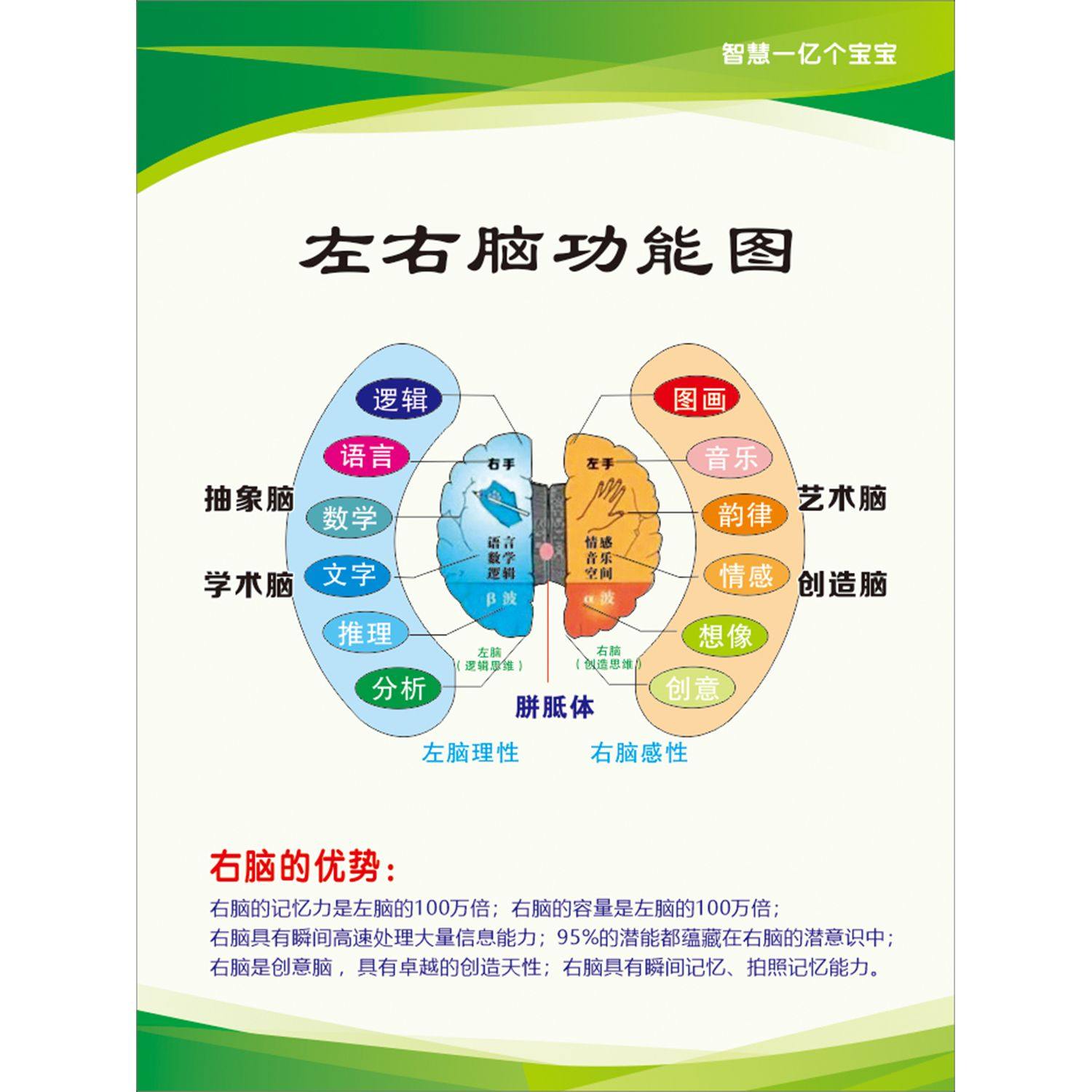 大脑功能分布图婴幼儿童感统左右脑功能图早教中心装饰贴挂图海报