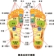 脚底反射示意图海报展板人体足部穴位图足部反射区示意图挂图