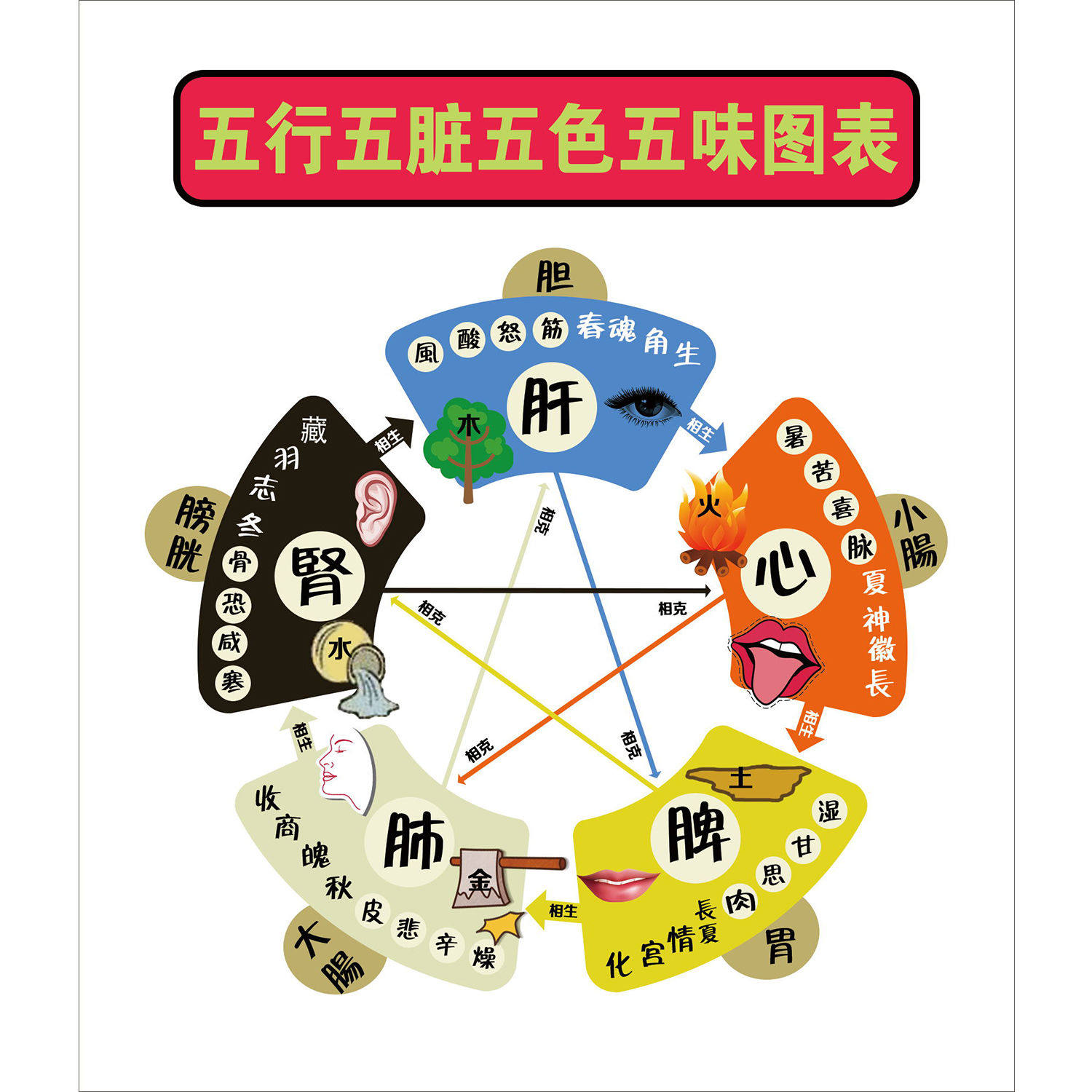 五行五脏五色五味图表海报展板五行五脏养身理论墙贴墙纸装饰画