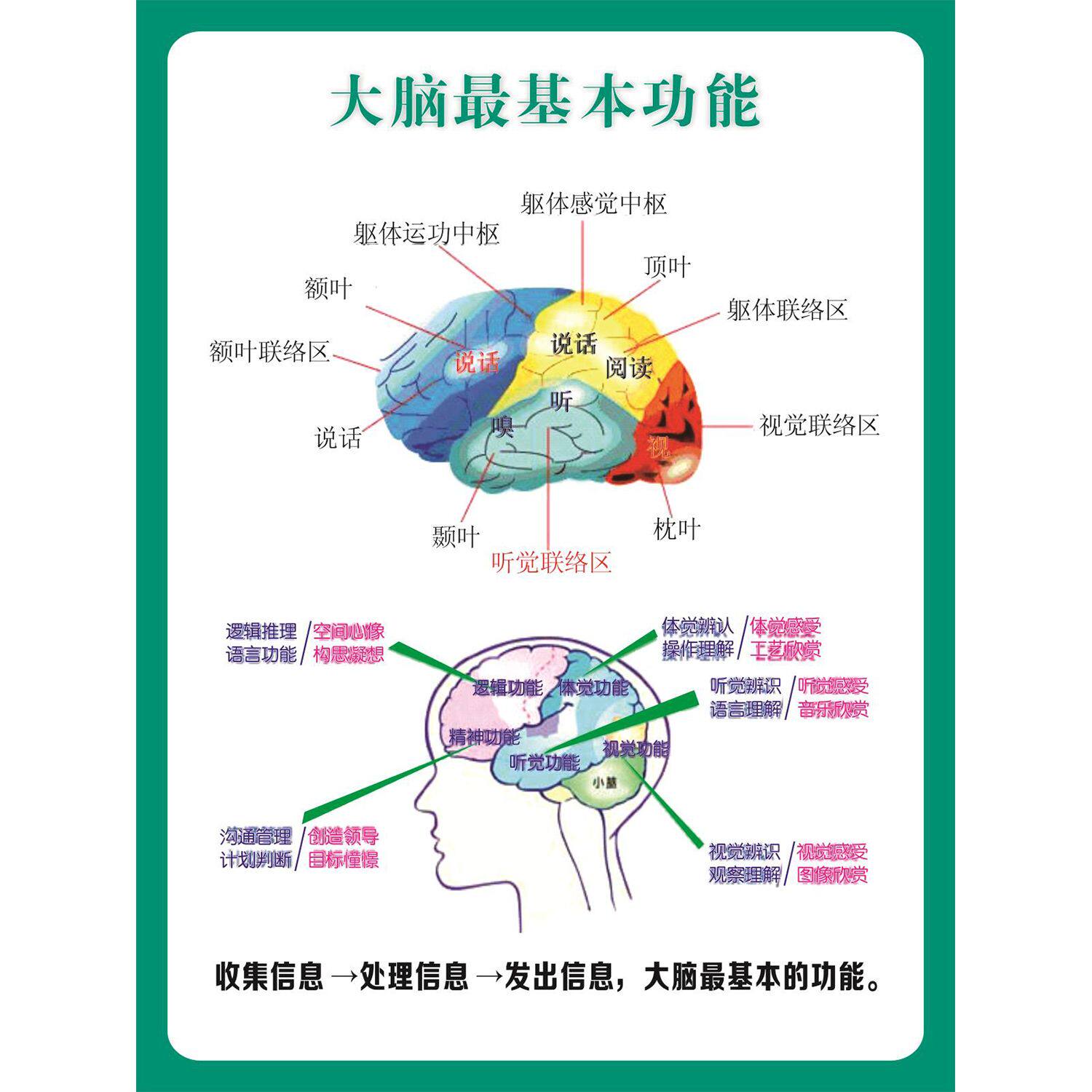 左右脑功能图装饰自粘海报感觉统合能力学前教育背胶贴画墙贴