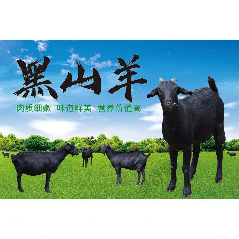 出售黑山羊肉海报广告出售牛肉猪肉羊肉土鸡鸡蛋定制不干胶贴纸,家居饰品,软装墙贴,淘宝优惠券,粉丝福利购,淘宝优惠卷