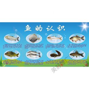 鱼的认识常见鱼图片大全家常鱼类水产品海鲜店鱼市场海报墙贴画