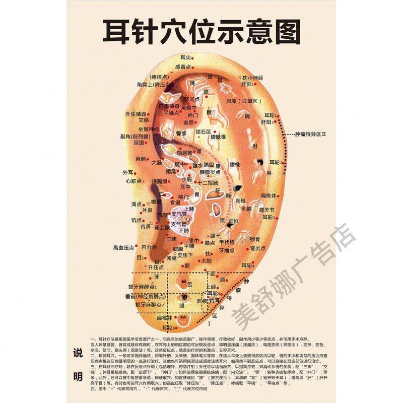人体经络穴位标准大图大海报耳针穴位示意图身体推拿针灸耳穴穴位