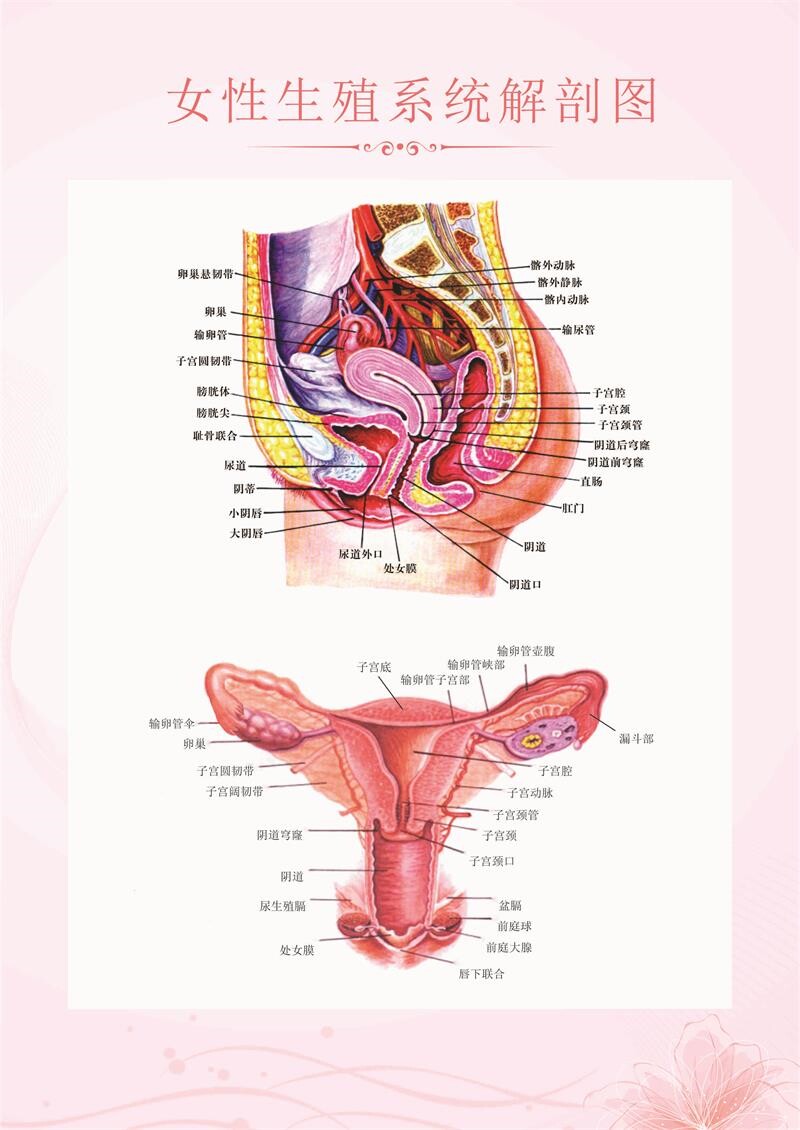 人体器官医学挂图 女性生殖系统结构解剖图 妇科医用解剖海报