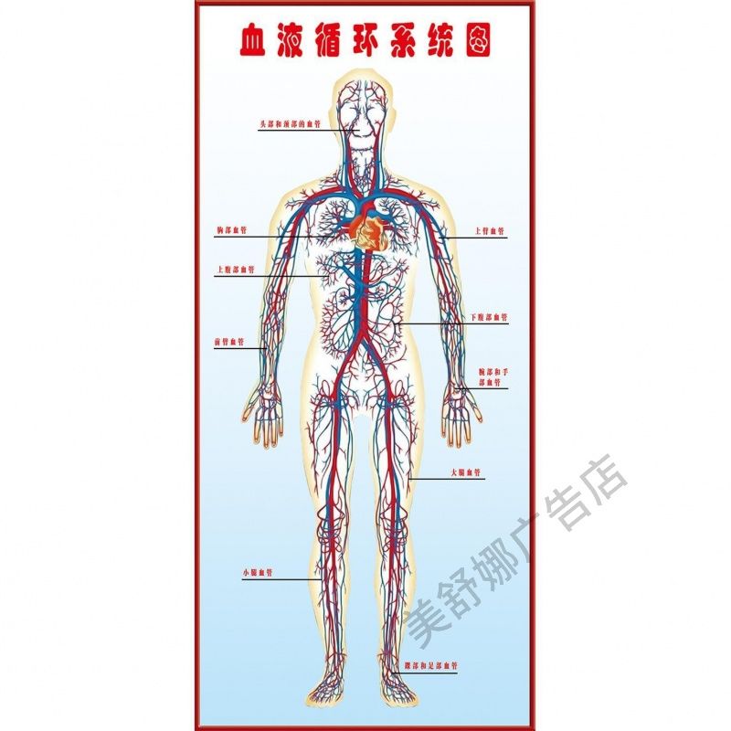 人体内部结构图及相关疾病海报展板血液循环系统图关爱健康墙贴纸