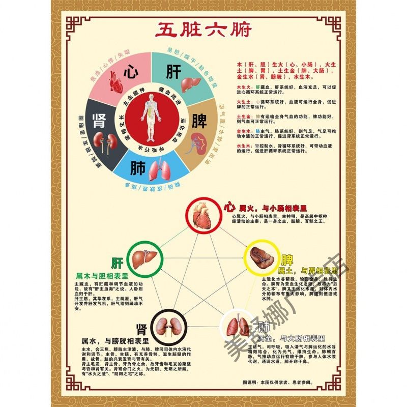 神经系统分布示意图人体器官医学讲解中医医院诊所背景墙宣传海报