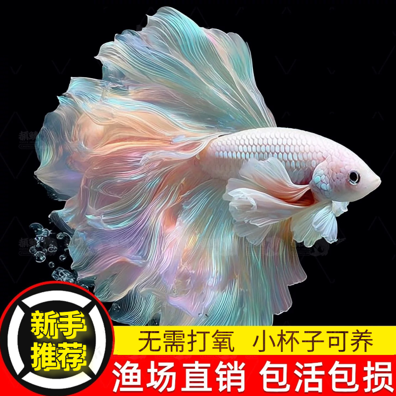 泰国斗鱼婚纱鱼观赏鱼淡水鱼热带冷水鱼桌面宠物活体好养小型繁殖