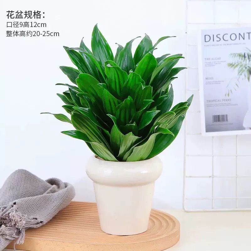 朱蕉龙血太阳神绿植室内大型盆栽