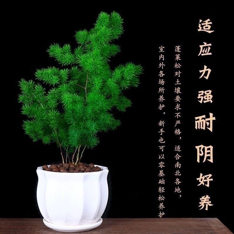 文竹小盆栽招财旺宅桌面盆景办公室绿植室内客厅中式禅意四季植物