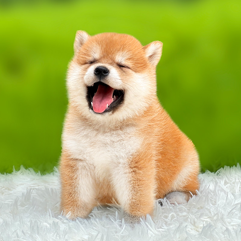 柴犬幼犬纯种北京双血统犬舍豆柴黑活体宠物狗狗小型狗犬日本柴犬